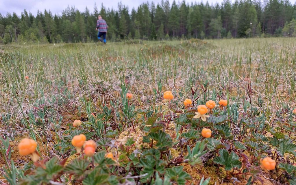 Suomeen tulossa 900 thaimaalaista marjanpoimijaa – Ehtivätkö ajoissa?