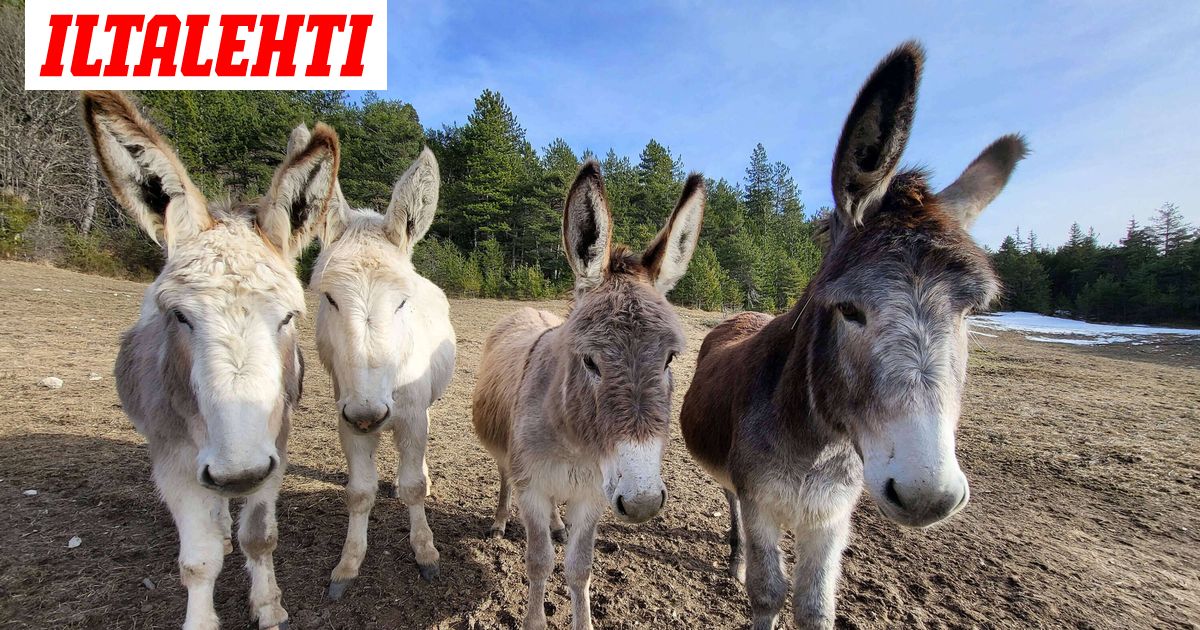 www.iltalehti.fi