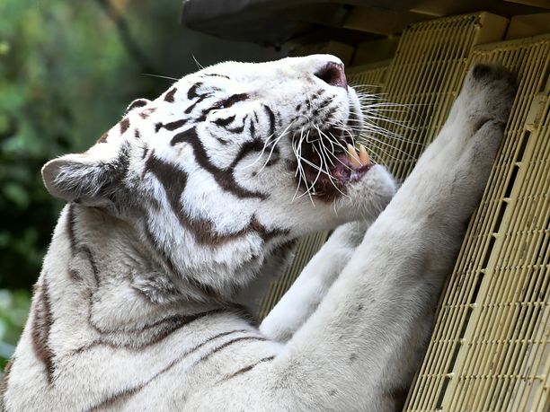 Valkoinen tiikeri voi kasvaa kolmemetriseksi ja painaa yli 200 kiloa.