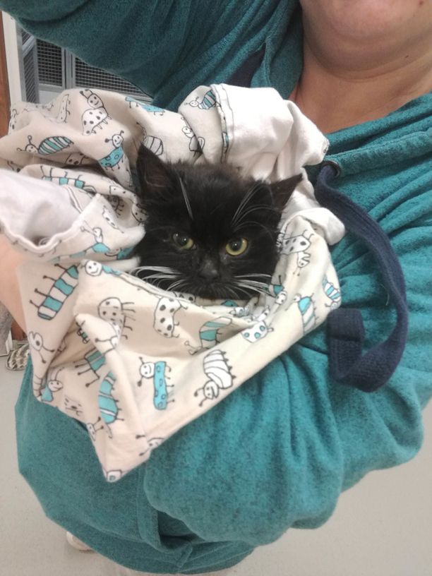 Auton moottoritilassa salamatkustanut Matilda-kissa löytyi maahan kiinni  jäätyneenä - hyväntahtoiset lahjoittivat lähes 9000 euroa pennun hoitoon
