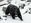 Ei liity tapaukseen. Tämä talven yllättämä mustakarhu kuvattiin toisella laidalla Amerikan mannerta.