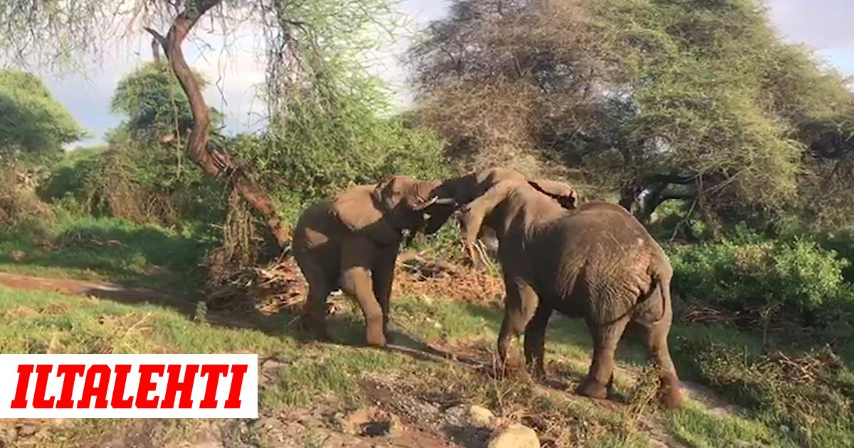 Vapaa musta kukko imee