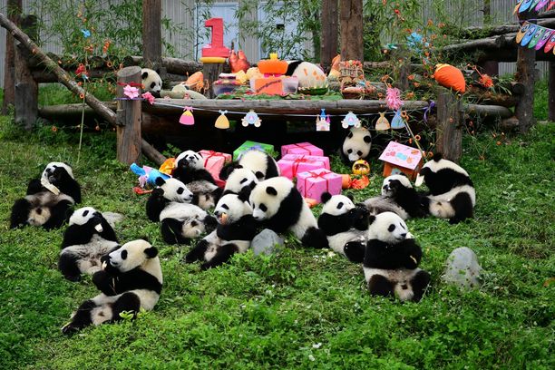 Isopanda tunnetaan myös nimillä bambukarhu, panda, pandakarhu ja jättiläispanda. Kuvassa pandat tutustuvat syntymäpäivälahjoihinsa.