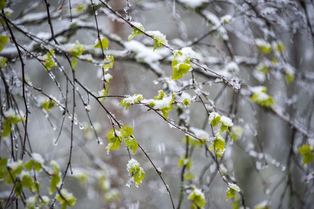 Sateet saattavat tulla pääsiäisen jälkeisellä viikolla ajoittain lumena jopa Etelä-Suomessa. Kuvituskuva.