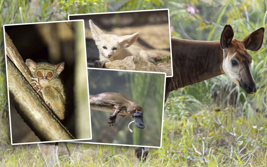 Testaa, tunnistatko nämä eläimet – Jos saat 10/10, olet briljantti biologi