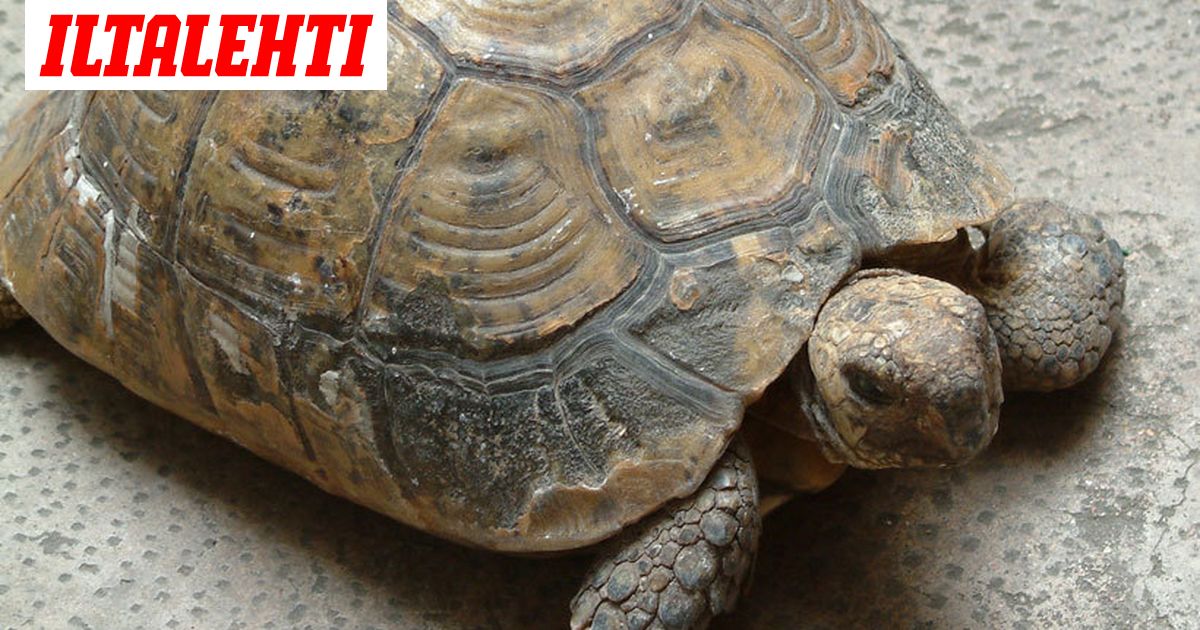 Kadonnut kilpikonna selvisi varastossa 30 vuotta
