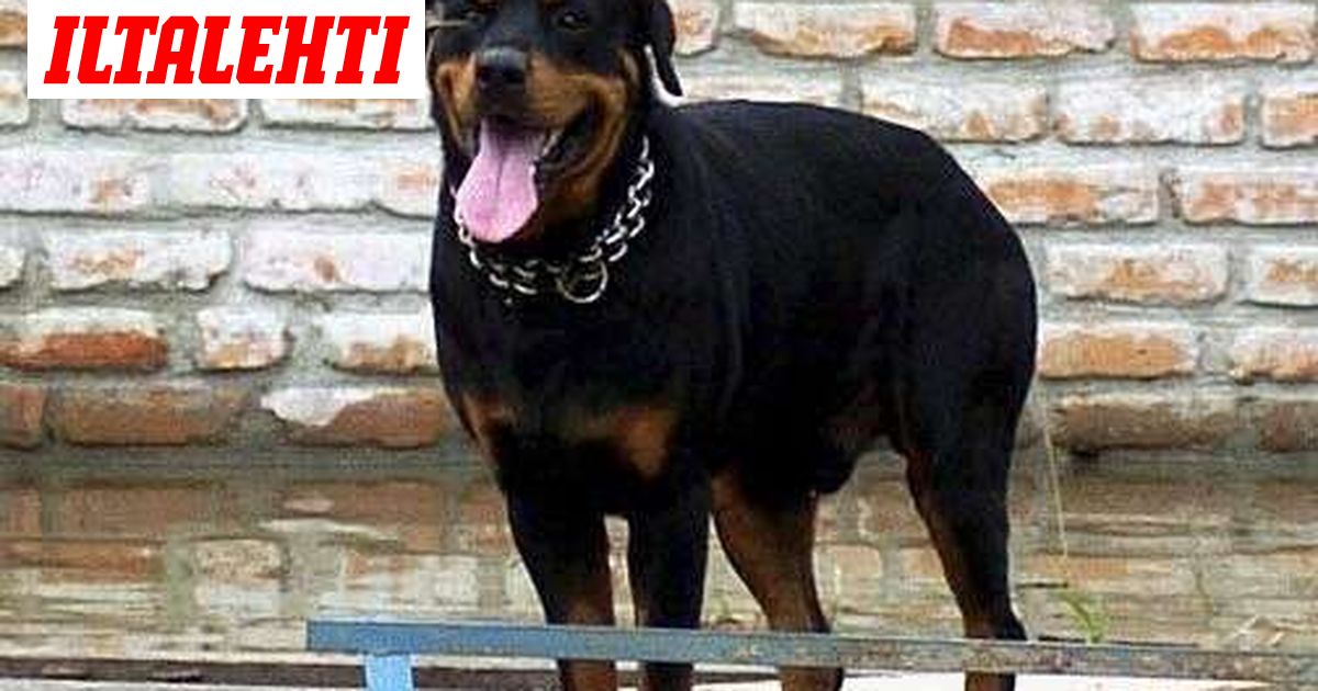 Miksi rottweiler tappoi?