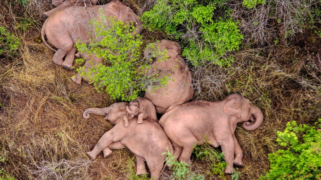 Tuntemattomasta syystä Kiinan halki vaeltavat elefantit asettuivat levolle metsään