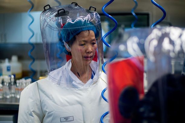 Virologi Shi Zhenglin työpaikalla on tutkittu lepakoissa viihtyvien koronavirusten siirtymistä ihmiseen. 