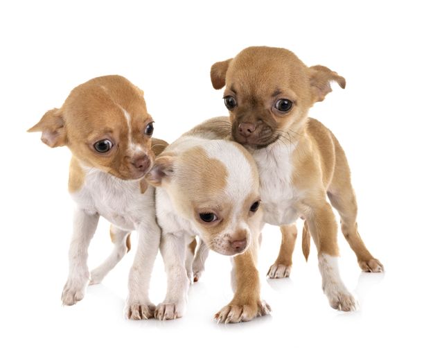 Chihuahuat ovat pikkuruisia koiria.