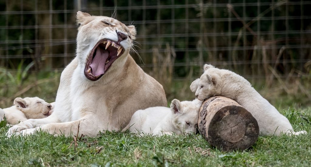 14 leijonaa karussa kansallispuistosta Etelä-Afrikassa – ilmoitus vain päivää sen jälkeen, kun puiston leopardi tappoi taaperon
