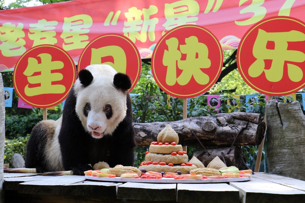 Tässä on maailman vanhin vankeudessa elävä panda - juhli juuri syntymäpäiväänsä koko eläintarhan voimin