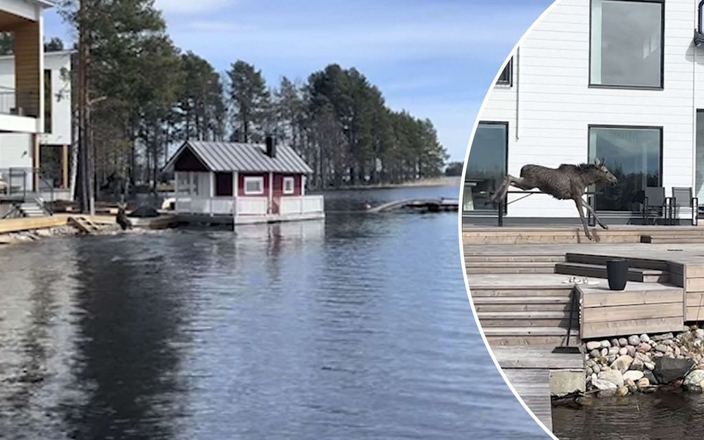 Epätodellinen näky kuopiolais­perheen pihalla – Hirvi yllätti naapuruston syöksyllä