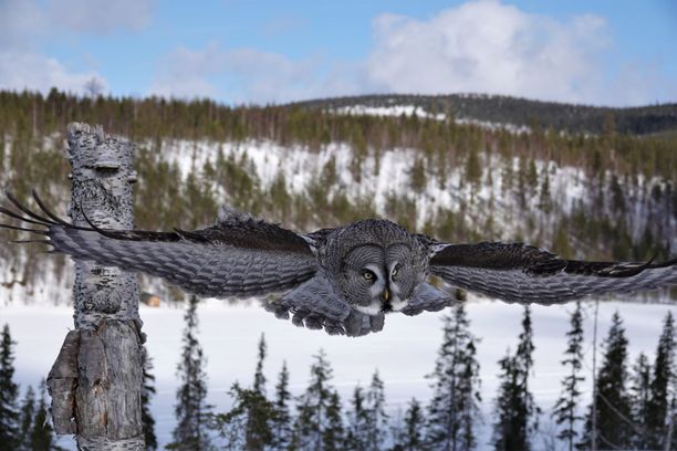 Suuri harmaa liitelee Kuusamon järvimiljöössä.