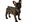 Mervi Reinikan ihanne ranskanbulldoggi on urheilullisen näköinen, lihaksikas, sutjakka ja hyvin liikkuva.