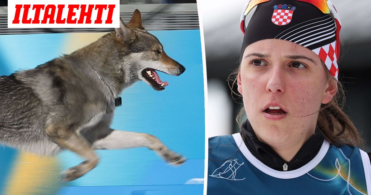 Koira ladulla – Hiihtäjä tulistui: ”Tällaista ei voi tapahtua”