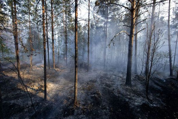 Pyhärannalla on palanut kymmeniä hehtaareja metsää.
