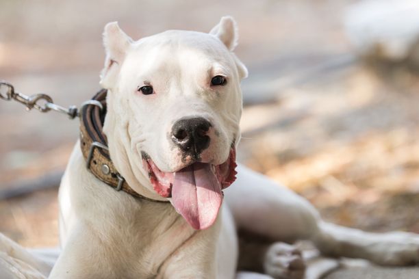 Kuvassa poseeraa dogo argentino. Tämänhetkisen tiedon mukaan koiriin liitetty käsitys niiden halusta dominoida ihmistä on väärinkäsitys.