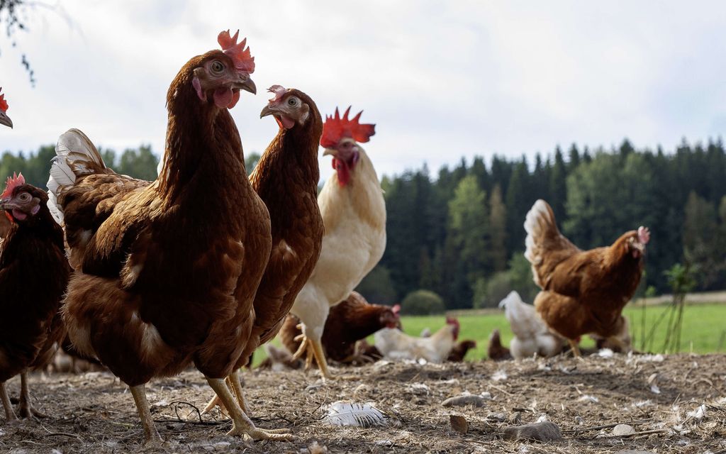 Yli 4 000 kanaa kaasutettiin hengiltä – Sitten Kaisa ja Janne saivat pysäyttävän puhelun: ”Ei riitä aivo­kapasiteetti käsittelemään”