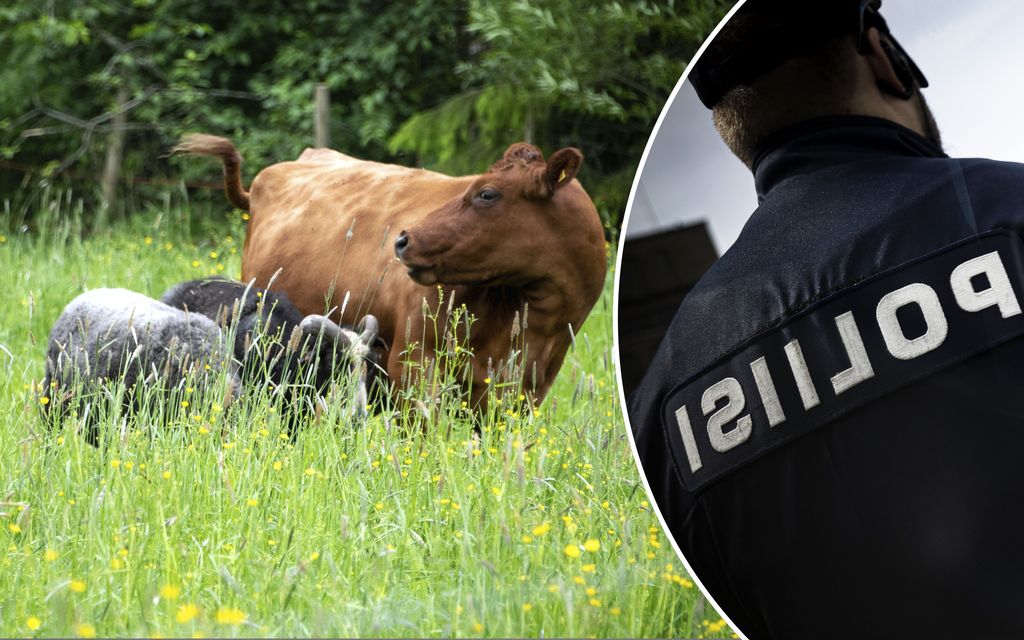 Poliisi tavoitti Porissa karanneen lehmäjengin omistajan – katso video