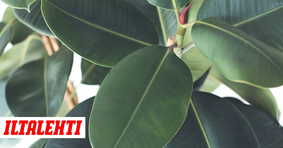 korkeat miehet isot kalut