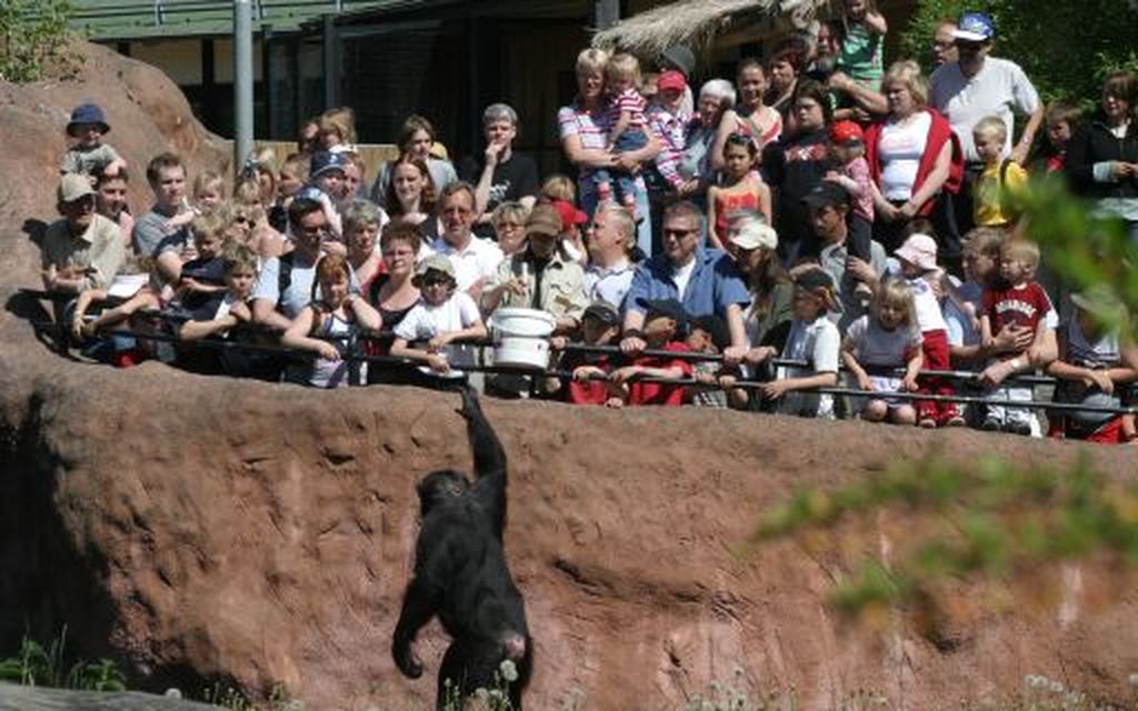 Kolme simpanssia karkasi eläintarhasta Ruotsissa – karkurit ammuttiin