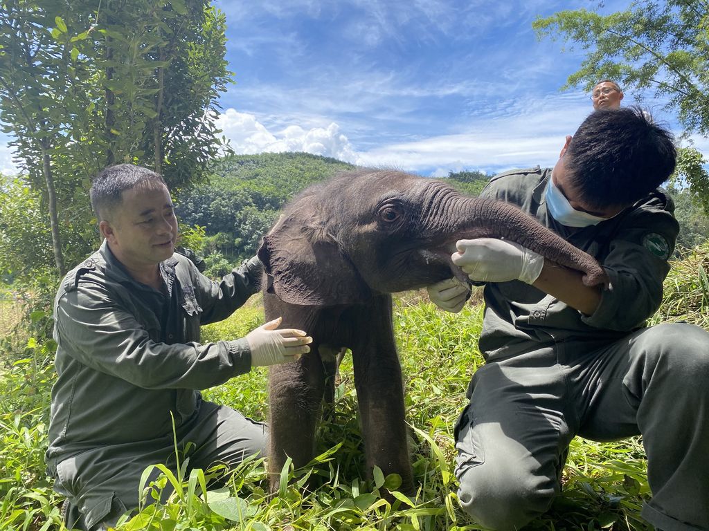 Vastasyntynyt norsuvauva jätettiin jälkeen Kiinassa – viranomaiset pelastivat