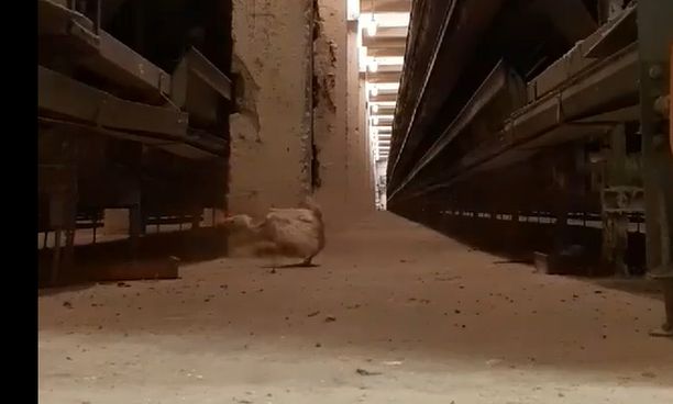 Kuvakaappaus Viron eläinsuojeluyhdistyksen julkaisemasta videosta, jossa kanaa ammutaan.