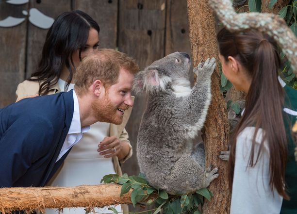 Prinssi otti koalaan lähikontaktia.