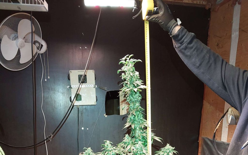 Vantaalta löytyi kannabisfarmi – Jäljet johtavat Keiteleelle