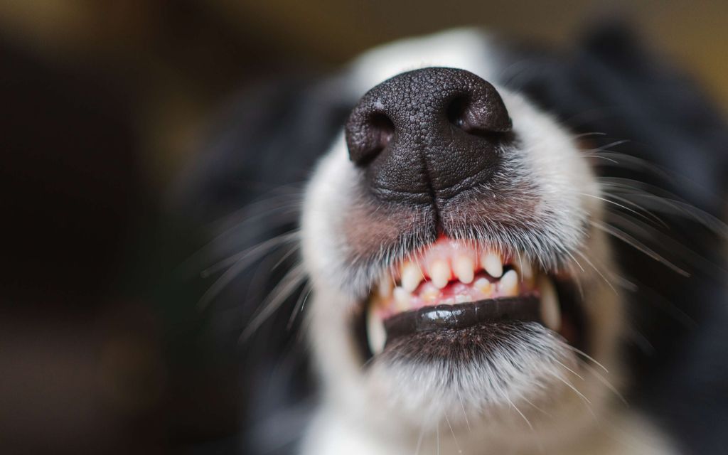 Järkyttävä välikohtaus Lemmikki­messuilla: Pieni pentu joutui koira­hyökkäyksen kohteeksi