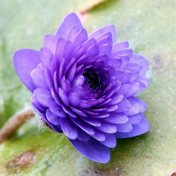 Luontoharrastaja kuvasi harvinaisen, henkeäsalpaavan kauniin kukan -  kuvanoton jälkeen kukka päätyi parempiin suihin