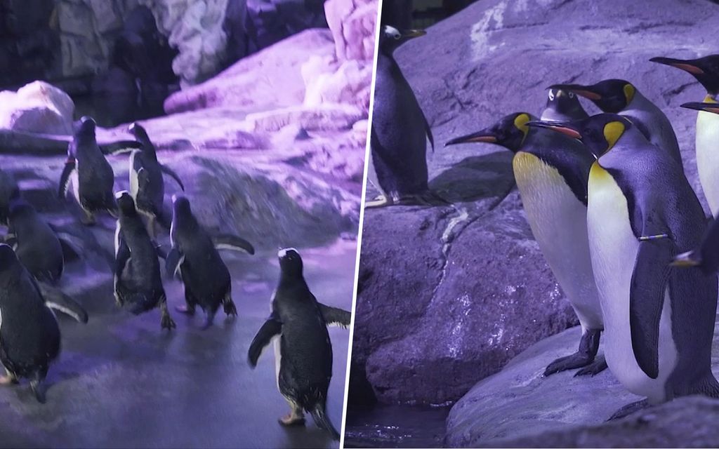 Pingviinit tepastelivat kilpaa uuteen aitaukseensa Tanskassa – Katso suloinen video
